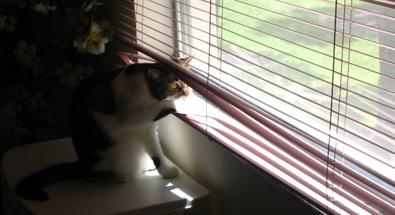 Cat looking through aluminum blinds in Charlotte.